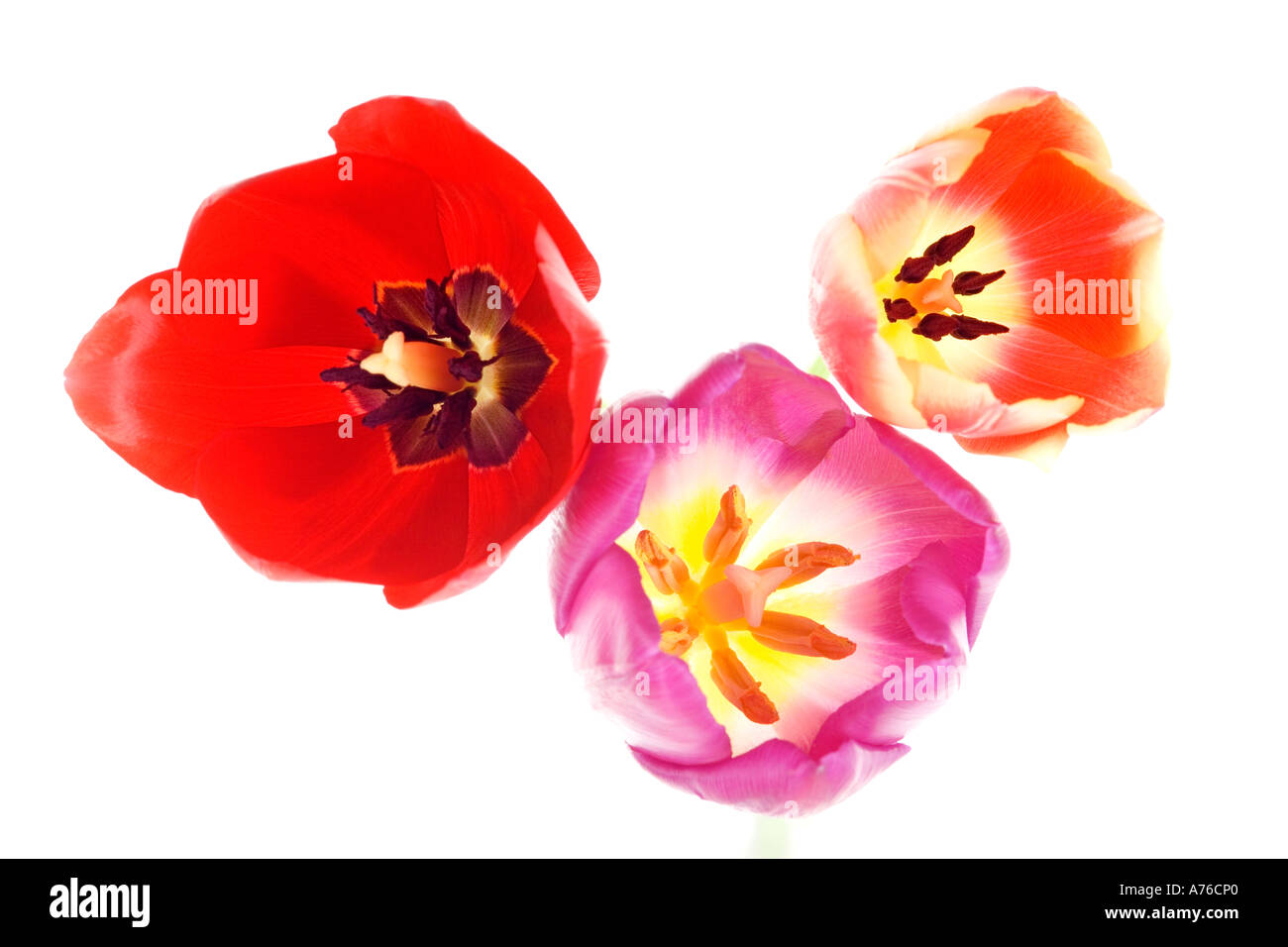 Nahaufnahme abstrakte von drei verschiedenen farbigen Tulpen (Tulipa) Köpfe auf reinen weißen Hintergrund von oben geschossen. Stockfoto
