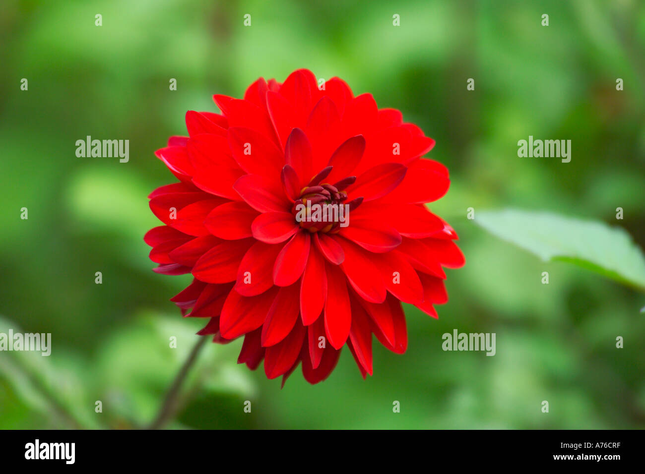Eine helle rote Dahlie Blüte vor einem grünen Hintergrund. Stockfoto