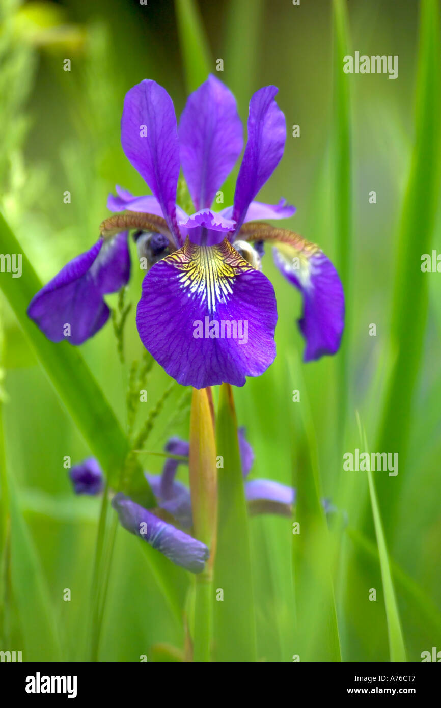 Nahaufnahme von einer lebendigen blau lila Iris in voller Blüte auf einem grünen Hintergrund. Stockfoto