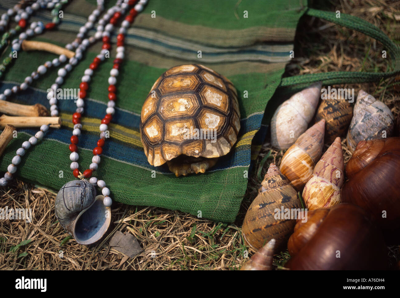 Schildkrötenpanzer, Mollusken und andere Teile von Tieren zum Verkauf von der lokalen Bevölkerung im Amazonasbecken Stockfoto
