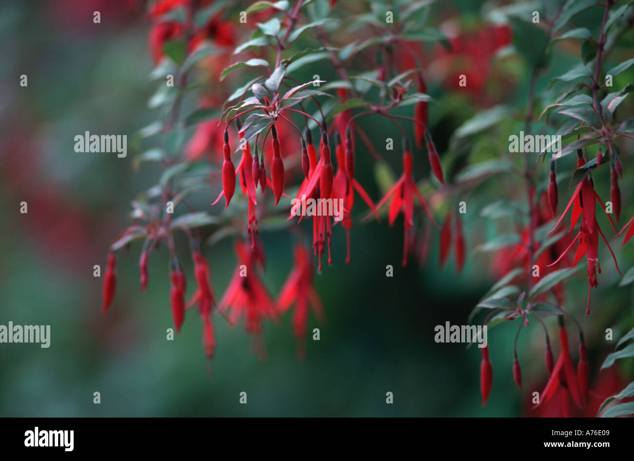 Fuchsia Magellancia winterharte Gartenpflanze Strauch Stockfoto