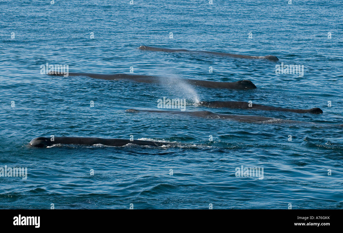 Pottwal (Physeter Macrocephalus) ruhen in Oberfläche Sea of Cortes Baja California, Mexiko Stockfoto