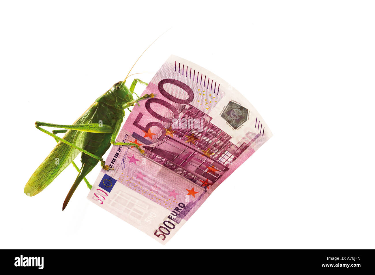Heuschrecke auf 500-Euro-Schein, Nahaufnahme Stockfoto