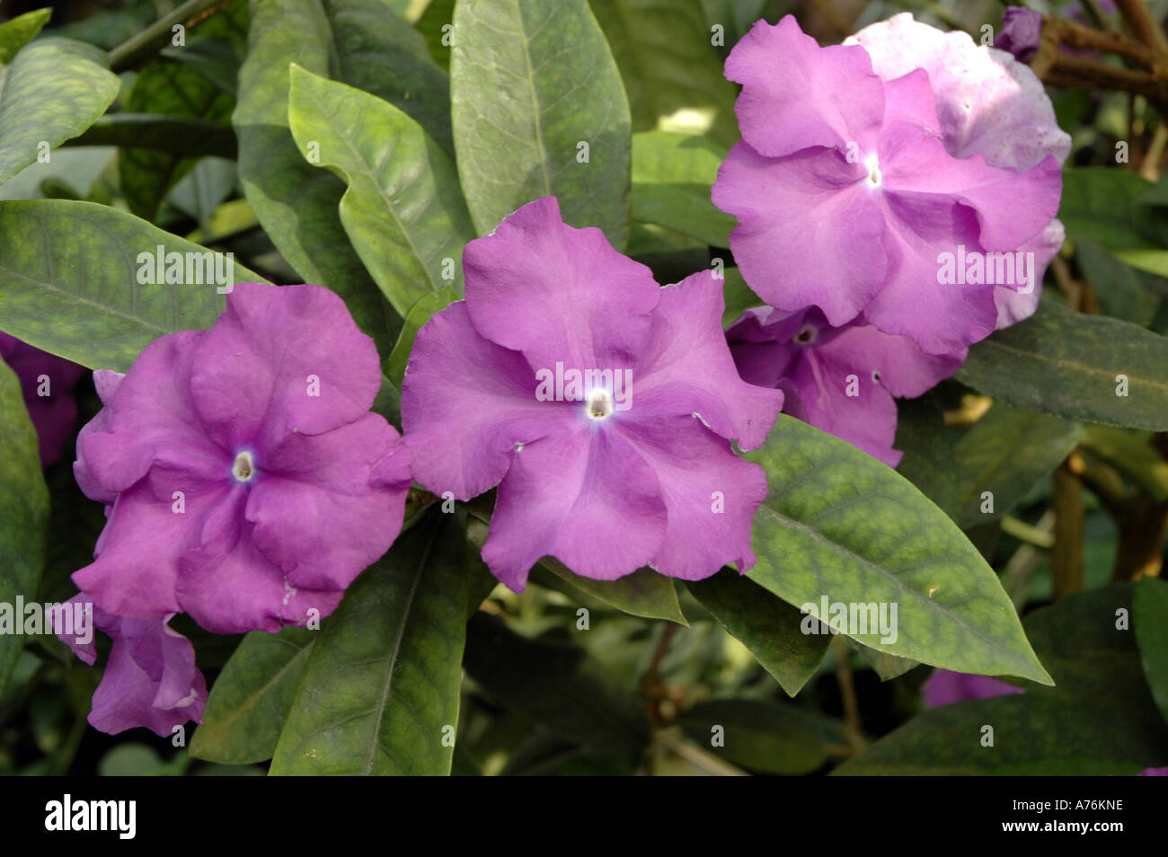 Brunfelsia Pauciflora Var Calycina gestern heute und morgen Blume Stockfoto