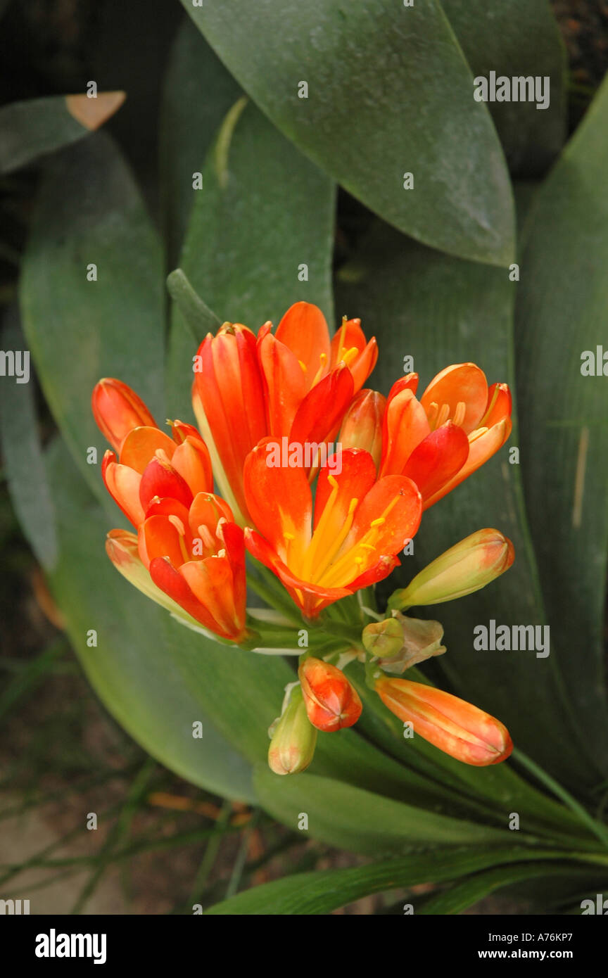 Clivia Miniata Kafir Lily auch bekannt als Bush Lilie oder Feuer-Lilie Stockfoto