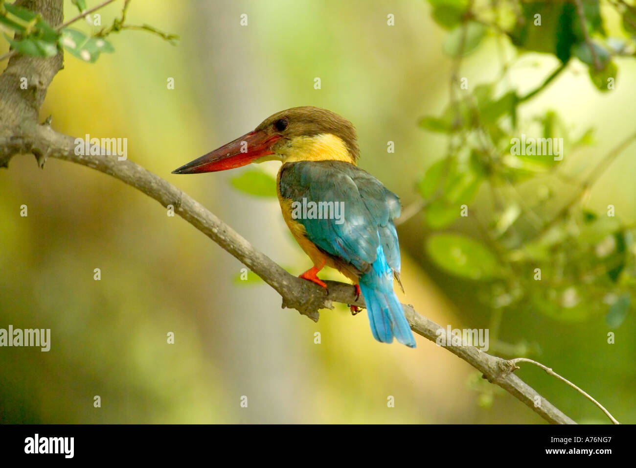 Nahaufnahme von einem Storch-billed Kingfisher (Pelargopsis Capensis aka Halcyon Capensis) thront auf einem Ast. Stockfoto