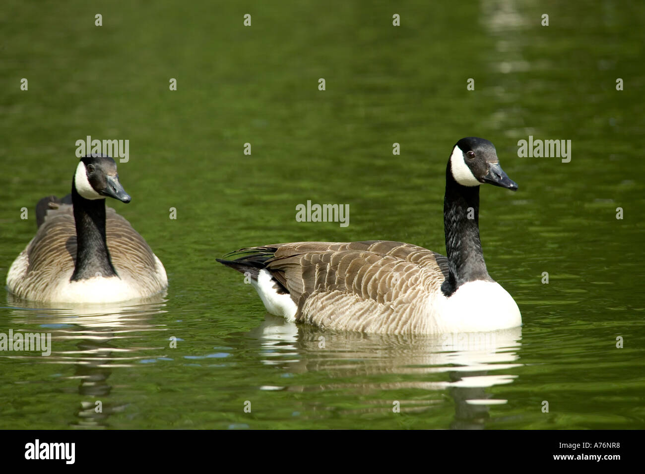 Nahaufnahme von zwei kanadische Gänse (Branta Canadensis) schwimmend auf einem Teich in der Sonne. Stockfoto