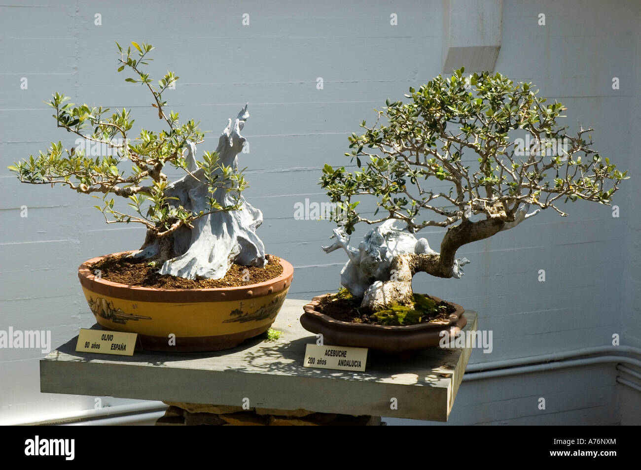 Olivenbaum Bonsai Bonsai Museum MARBELLA Malaga Provinz Andalusien Spanien  Stockfotografie - Alamy