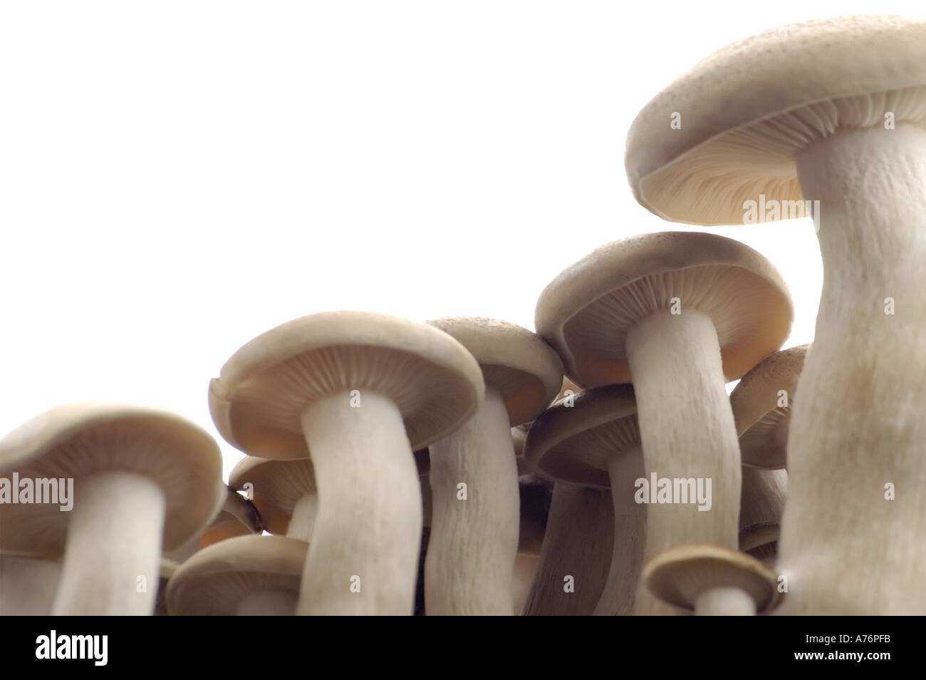 Orientalische Hon Shimeji Pilz auf weißem Hintergrund Stockfoto