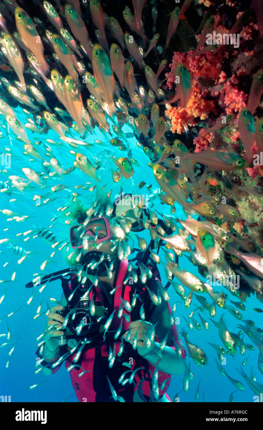 Eine Unterwasser-Fotografen mit einem Schwarm von Glassfish (beginnt aus) um ein Korallenriff. Stockfoto