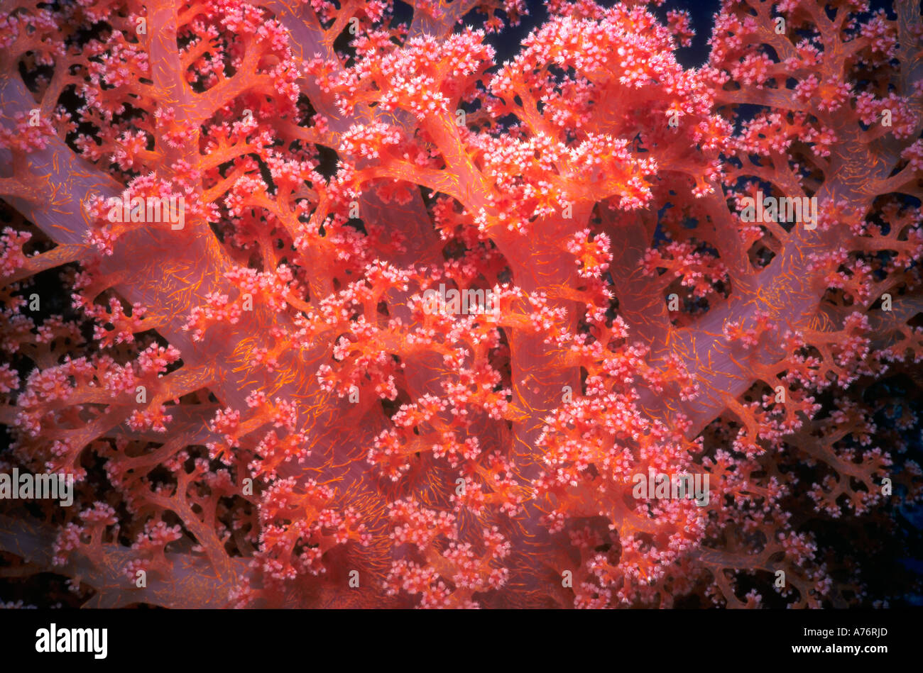 Nahaufnahme von einem rosa orangenen Weichkorallen (Dendronepthya) vor einem schwarzen Hintergrund im Roten Meer. Stockfoto
