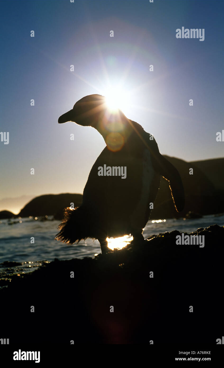 Ein einsamer Jackass Pinguin (Spheniscus Demersus) gegen die Morgensonne am Strand. Stockfoto