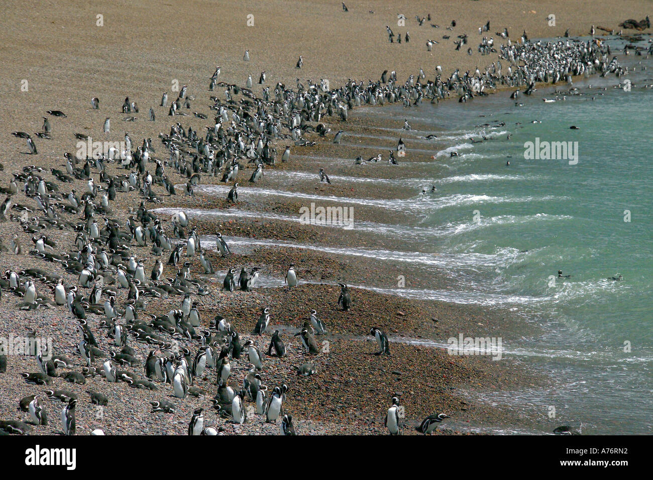Eine Weitwinkelaufnahme der Magellan-Pinguin (Spheniscus Magellanicus)-Kolonie an der Küste bei Punta Tombo in Argentinien. Stockfoto