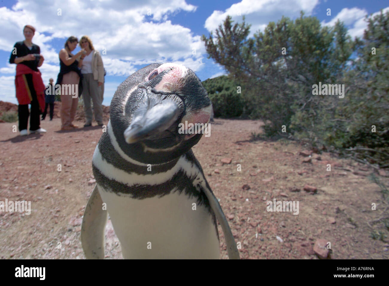 Eine neugierige Magellan, aka Magellan Pinguin (Spheniscus Magellanicus) blind für die Touristen an einem hellen Sommertag. Stockfoto
