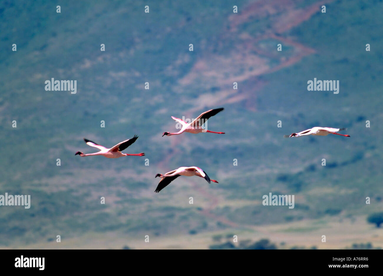 Nahaufnahme von vier Rosa Lesser Flamingos (Phoenicopterus minor) im Flug an den Ngorongoro Crater. Stockfoto