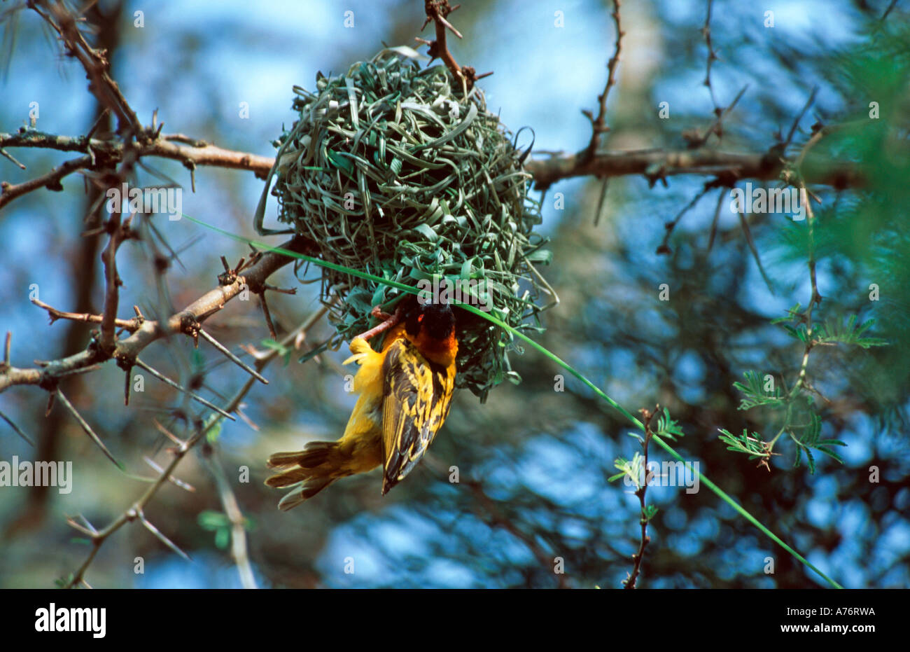 Nahaufnahme von einem männlichen Speke Webervogel, (Ploceus Spekei) Bau des markanten Nest. Stockfoto