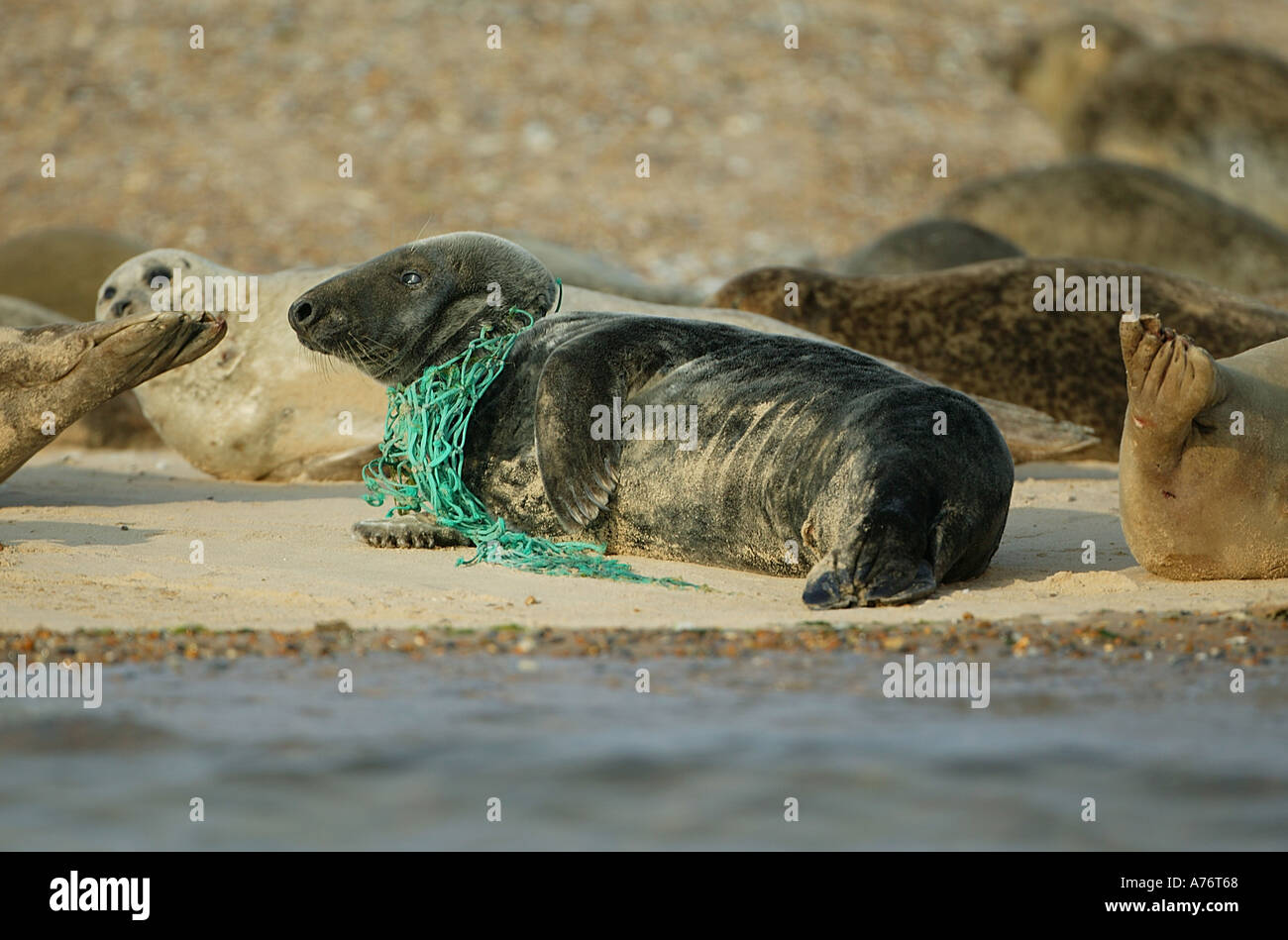 Graue Dichtung Halichoerus Grypus mit einem Fischernetz gefangen, um ihn herum s Hals Blakeney Point Norfolk Great Britain Stockfoto