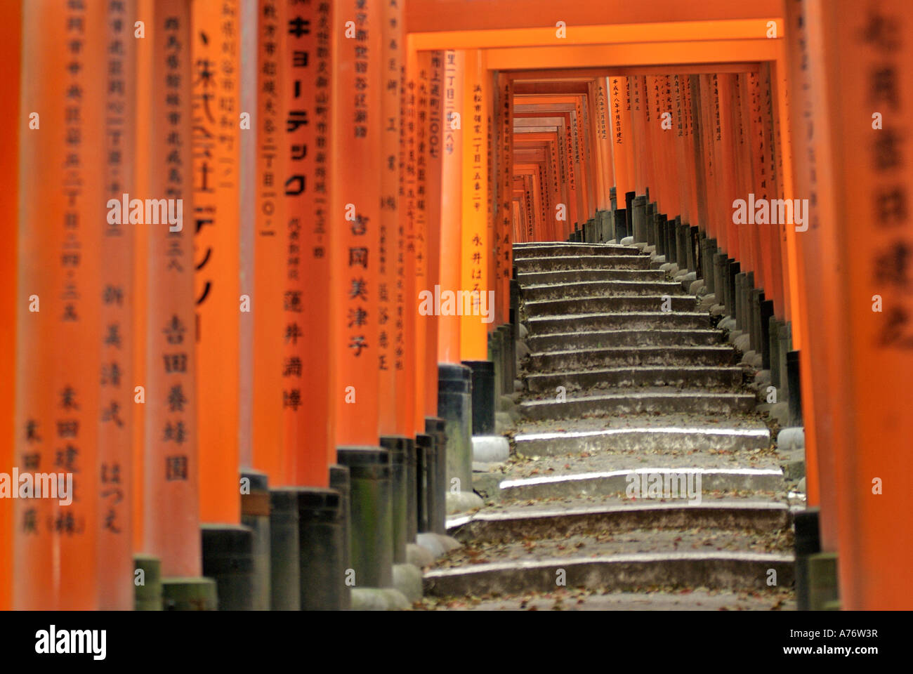 Orange lackiert Torii-Tore im Fushimi Inari-Taisha-Schrein in Kyoto Japan Stockfoto
