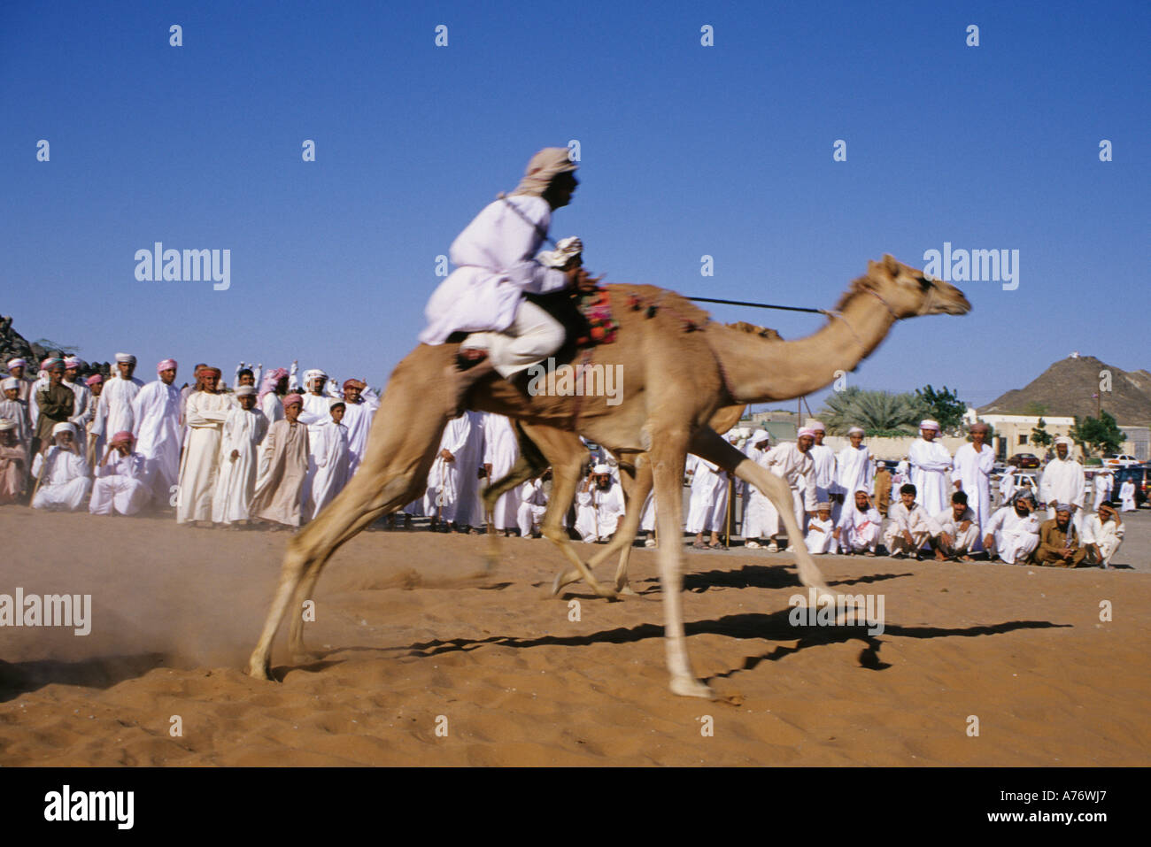 Kamelrennen, Mudayrib, Oman Stockfoto