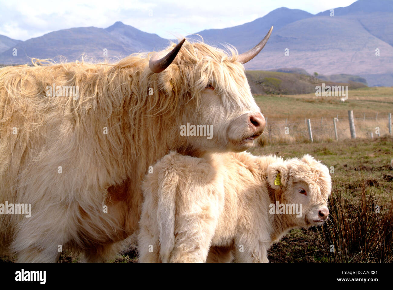 Haarige Kuh mit jungen Kalb wollig Hochlandrinder Aberdeen Angus Isle of Mull Inneren Hebriden Stockfoto