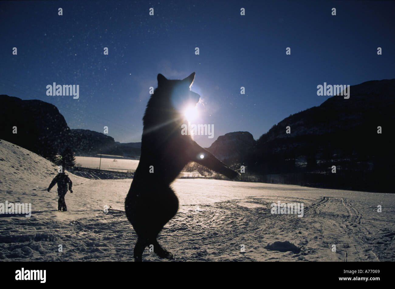 Verspielte Hund Stockfoto