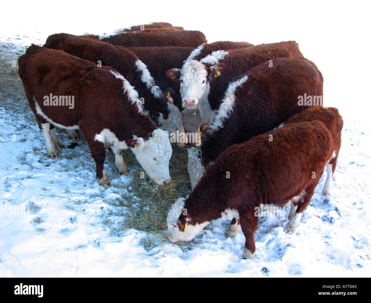 Hereford-Rinder Stockfoto