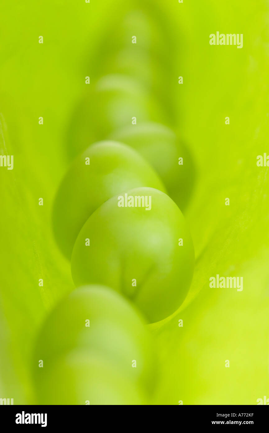 Schließen Sie herauf Makro Bild von frischen Erbsen in einer Schote (Pisum Sativum). Stockfoto