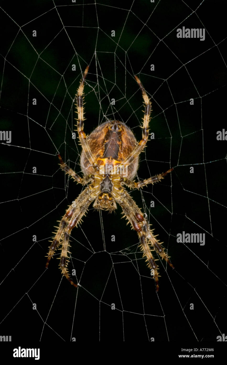 Nahaufnahme von einem europäischen Kreuzspinne (Araneus Diadematus) auf einer Webseite vor einem dunklen Hintergrund. Stockfoto