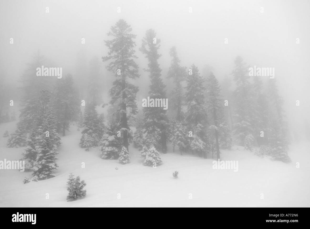 Evergreens in Neuschnee bedeckt an einem nebeligen nebligen Tag. Stockfoto
