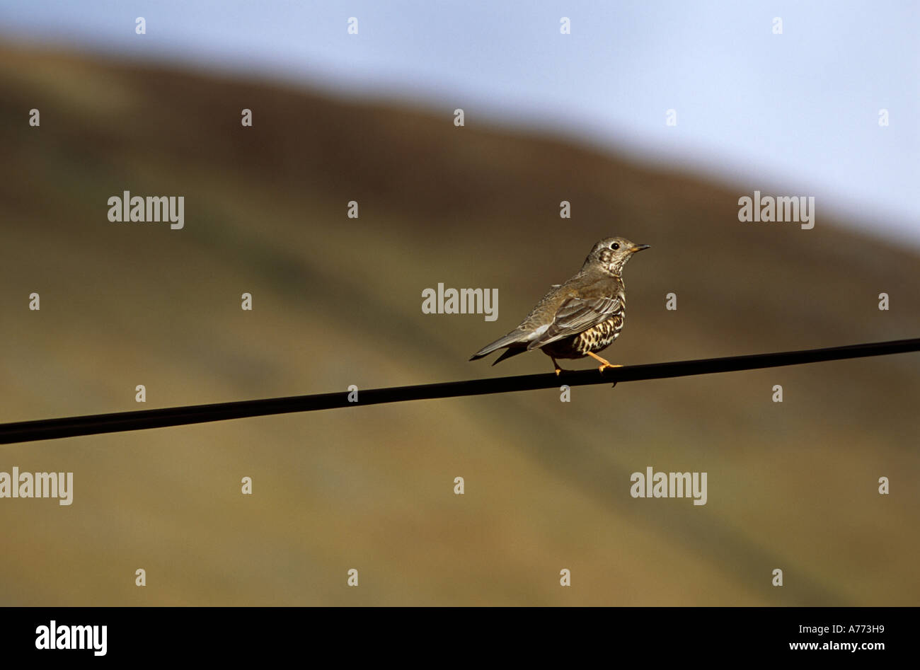 Turdus Philomelos. Singdrossel. Connemara, Irland. Stockfoto