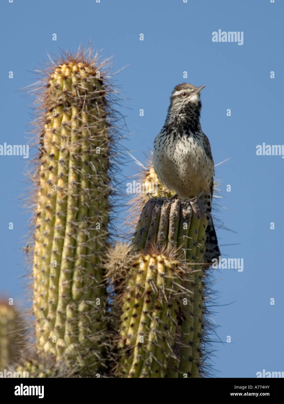 Kaktus-Zaunkönig Campylorhynchus Brunneicapillus Saguaro-Nationalpark - Arizona - USA Stockfoto