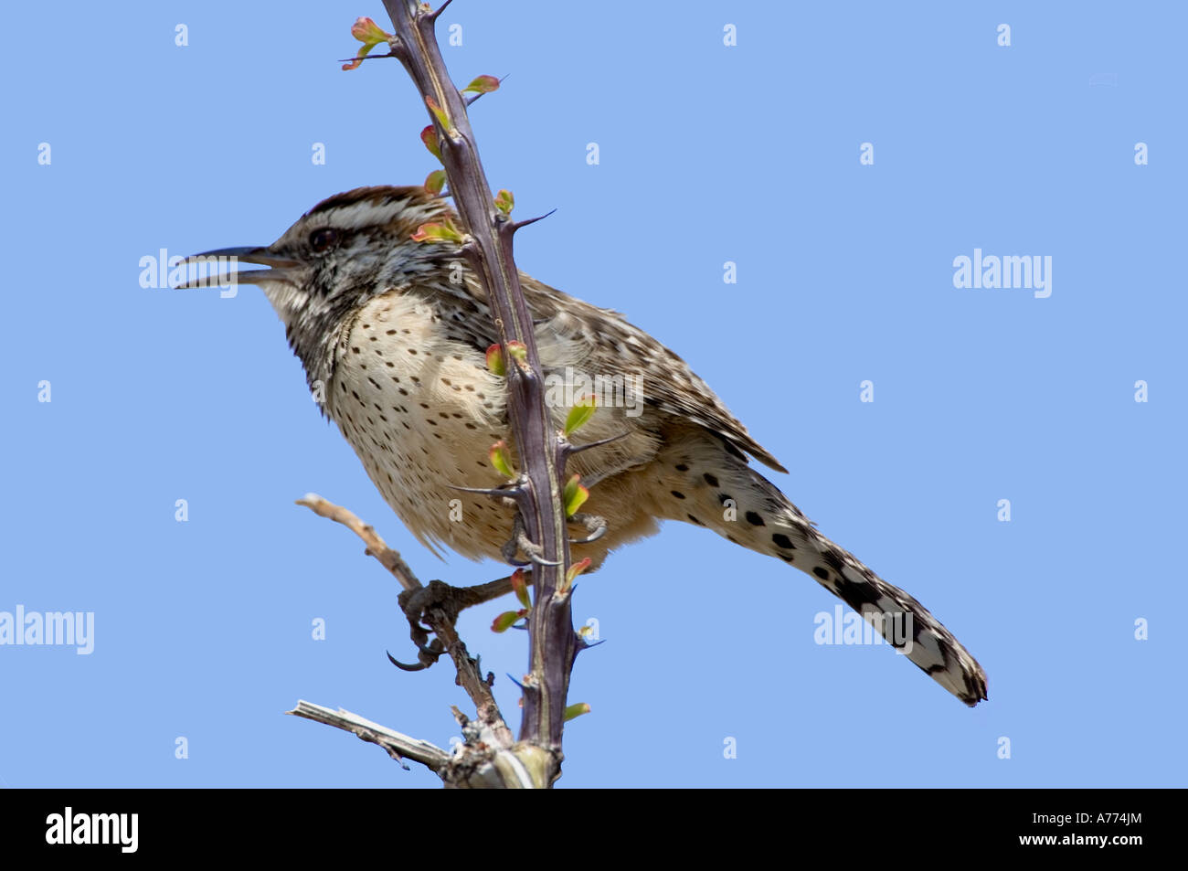 Kaktus-Zaunkönig singt Campylorhynchus Brunneicapillus Saguaro-Nationalpark - Arizona - uns - USA Stockfoto