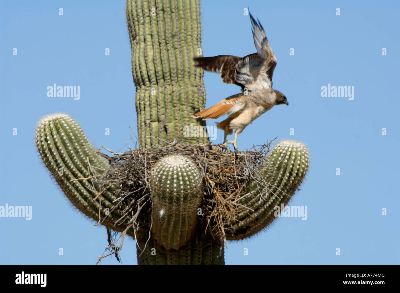 Rot - angebundener Falke ausziehen aus nisten Buteo Jamaicensis Arizona - USA Stockfoto