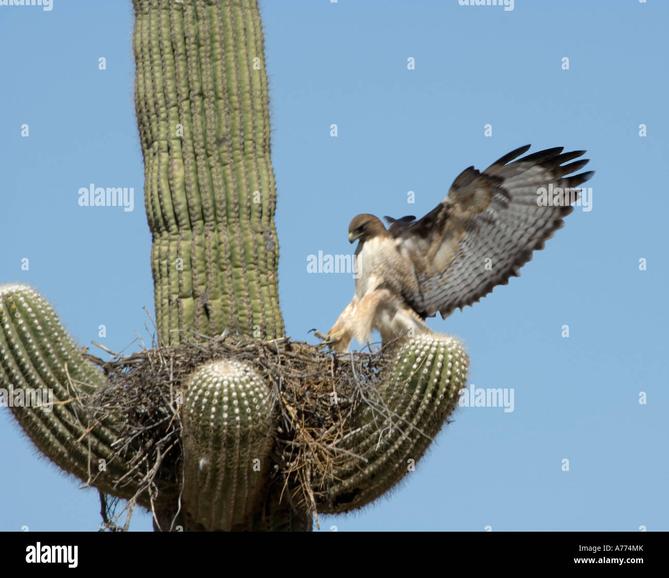 Rot - angebundener Falke Landung auf nisten Buteo Jamaicensis Arizona - USA Stockfoto