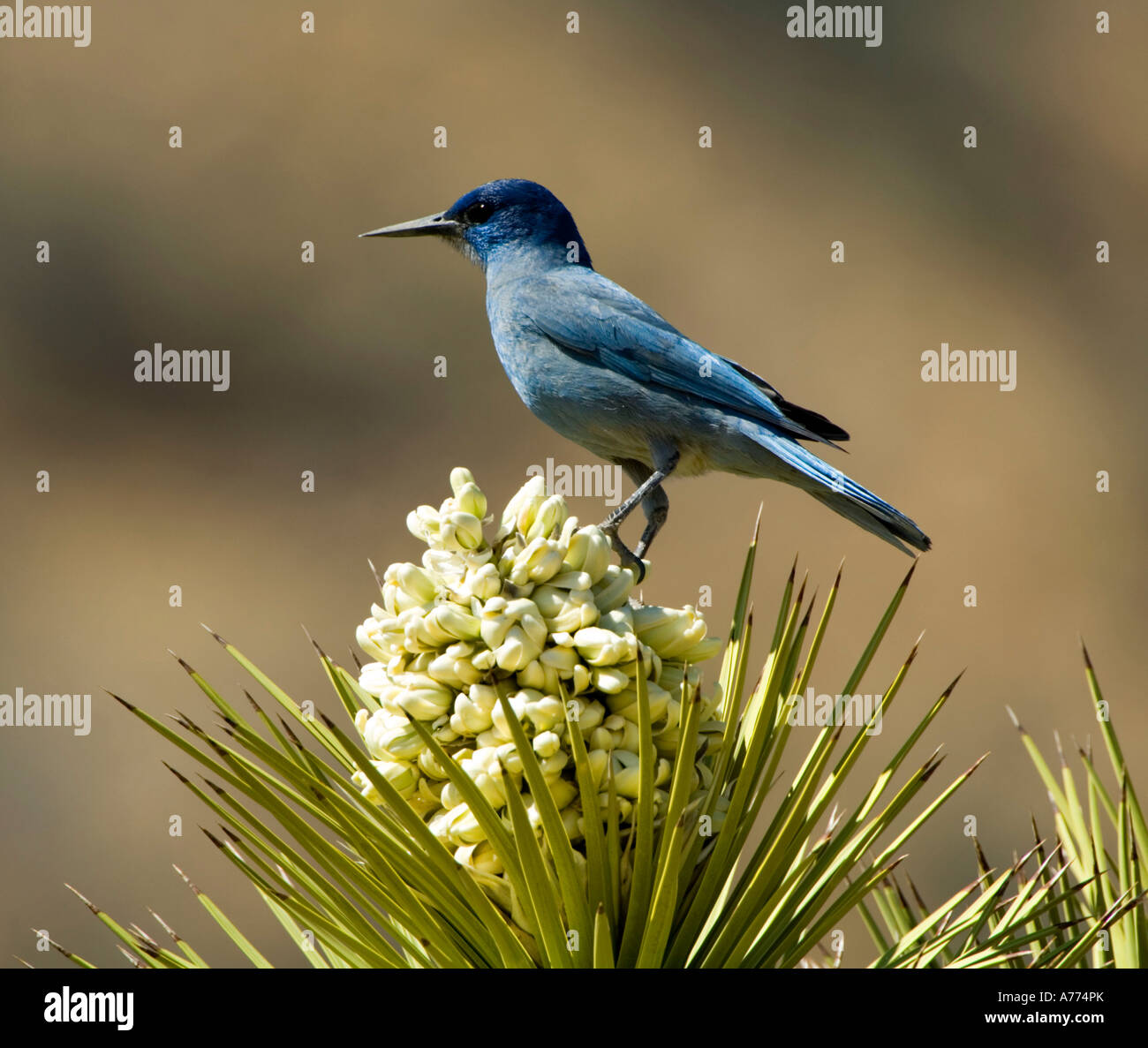 Western Scrub-Jay auf eine Yucca Blume Aphelocoma Californica - Kalifornien Joshua Tree Nationalpark Stockfoto