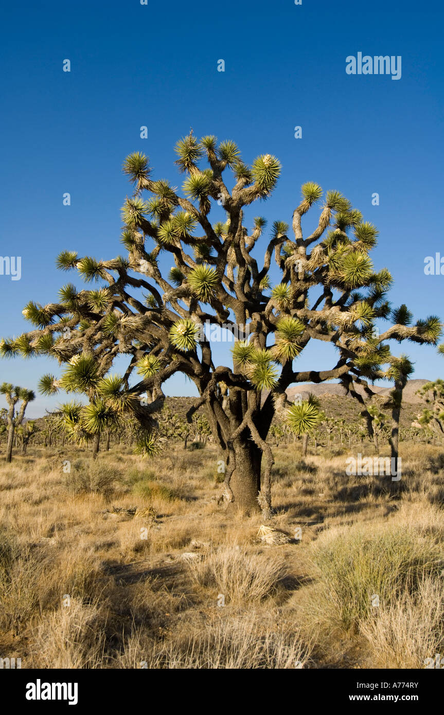Joshua Tree Yucca Brevifolia Joshua Tree National Park, Kalifornien, USA - USA Stockfoto