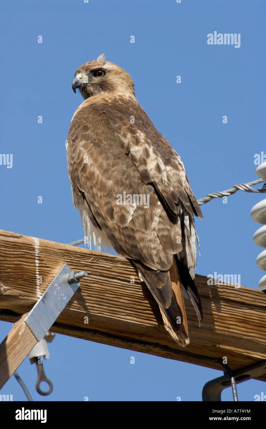 Rot - angebundener Falke, Buteo Jamaicensis Arizona - USA Stockfoto