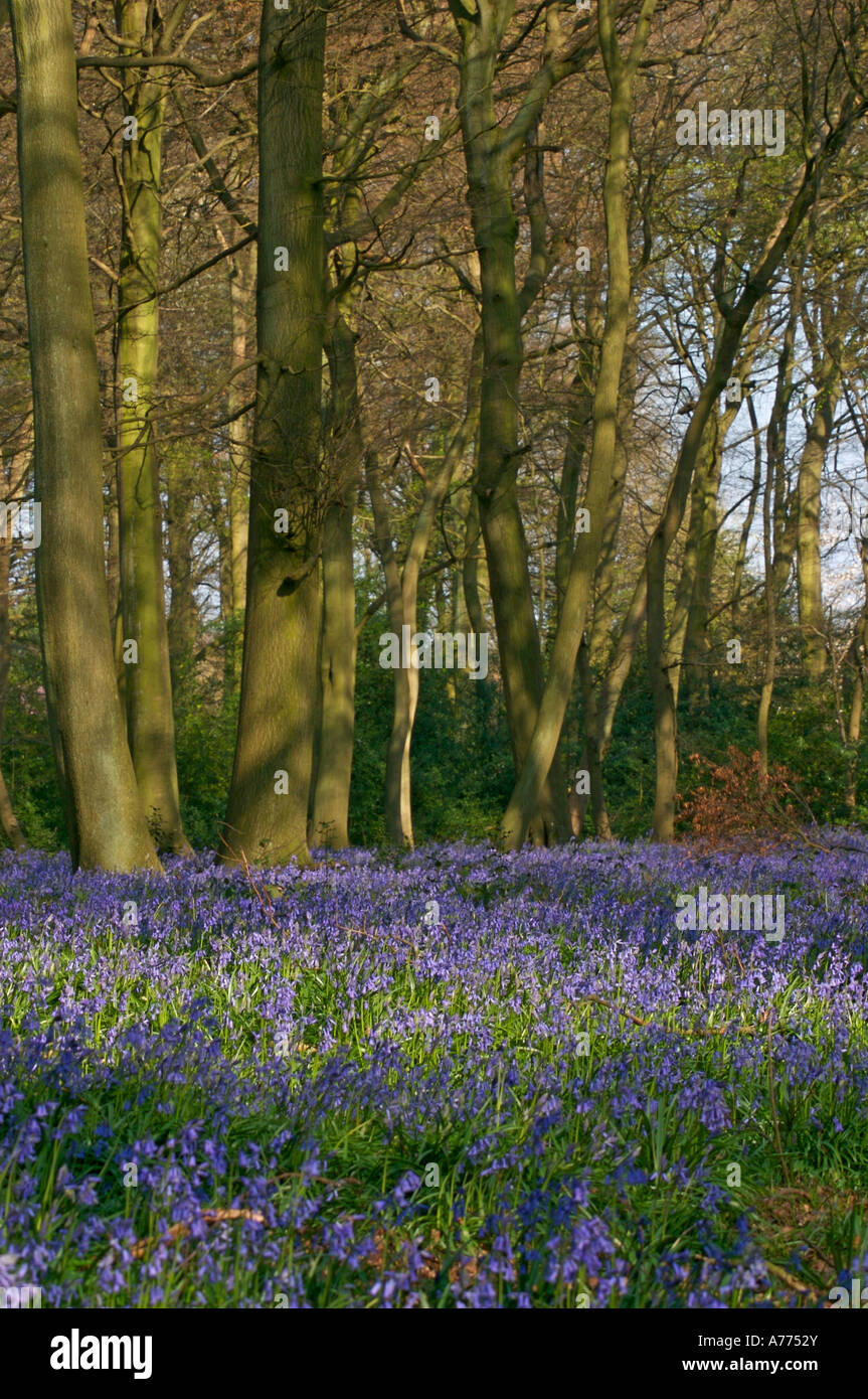 Bluebell woods Stockfoto