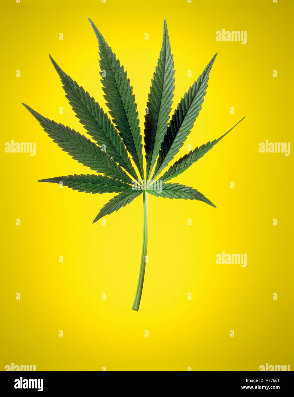 Cannabisblatt auf gelbem Hintergrund Stockfoto