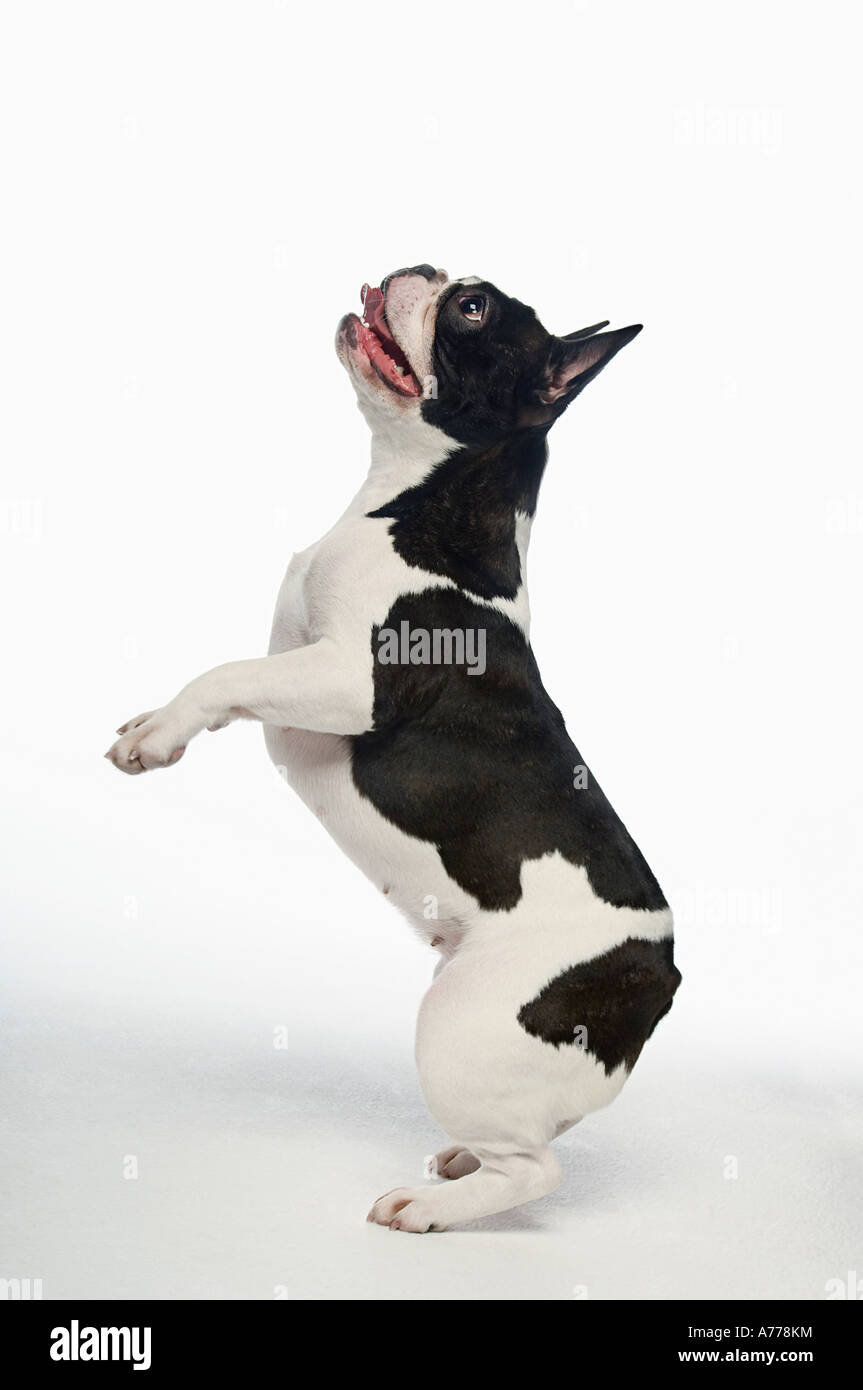 Schwarz / weiß französische Bulldogge stehend auf Hinterbeinen in weisse studio Stockfoto