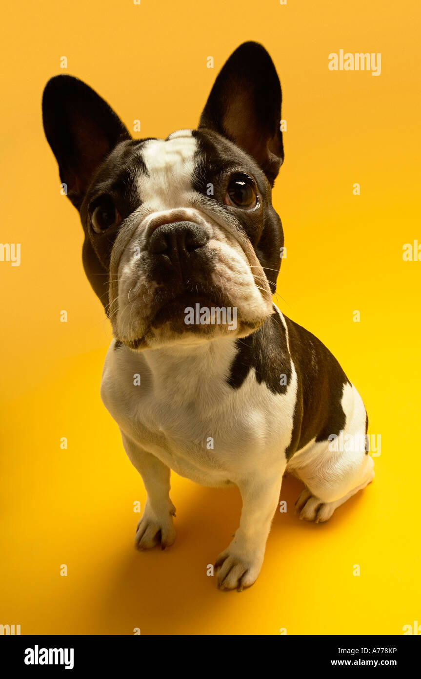 Französische Bulldogge auf gelbem Hintergrund Stockfoto