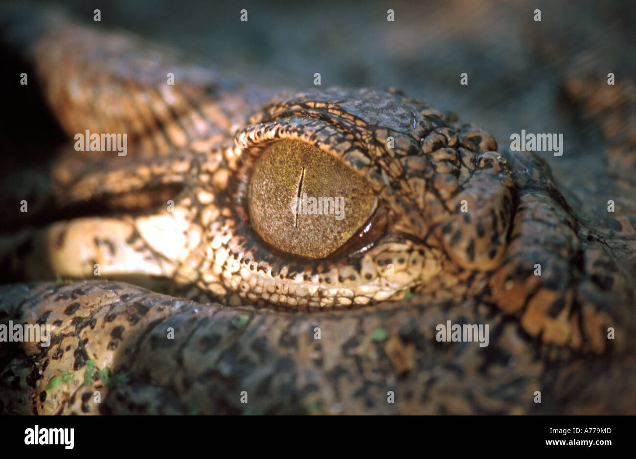 Schließen Sie herauf Bild des Auges eine Nil-Krokodil (Crocodylus Niloticus). Stockfoto