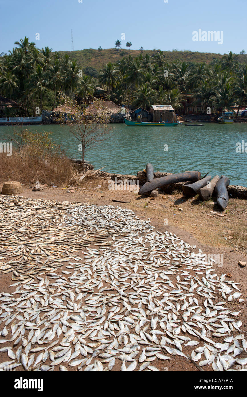 Fische trocknen in der Sonne auf dem Fluss Sal in dem traditionellen Fischerdorf Dorf Betül, in Goa, Indien Stockfoto