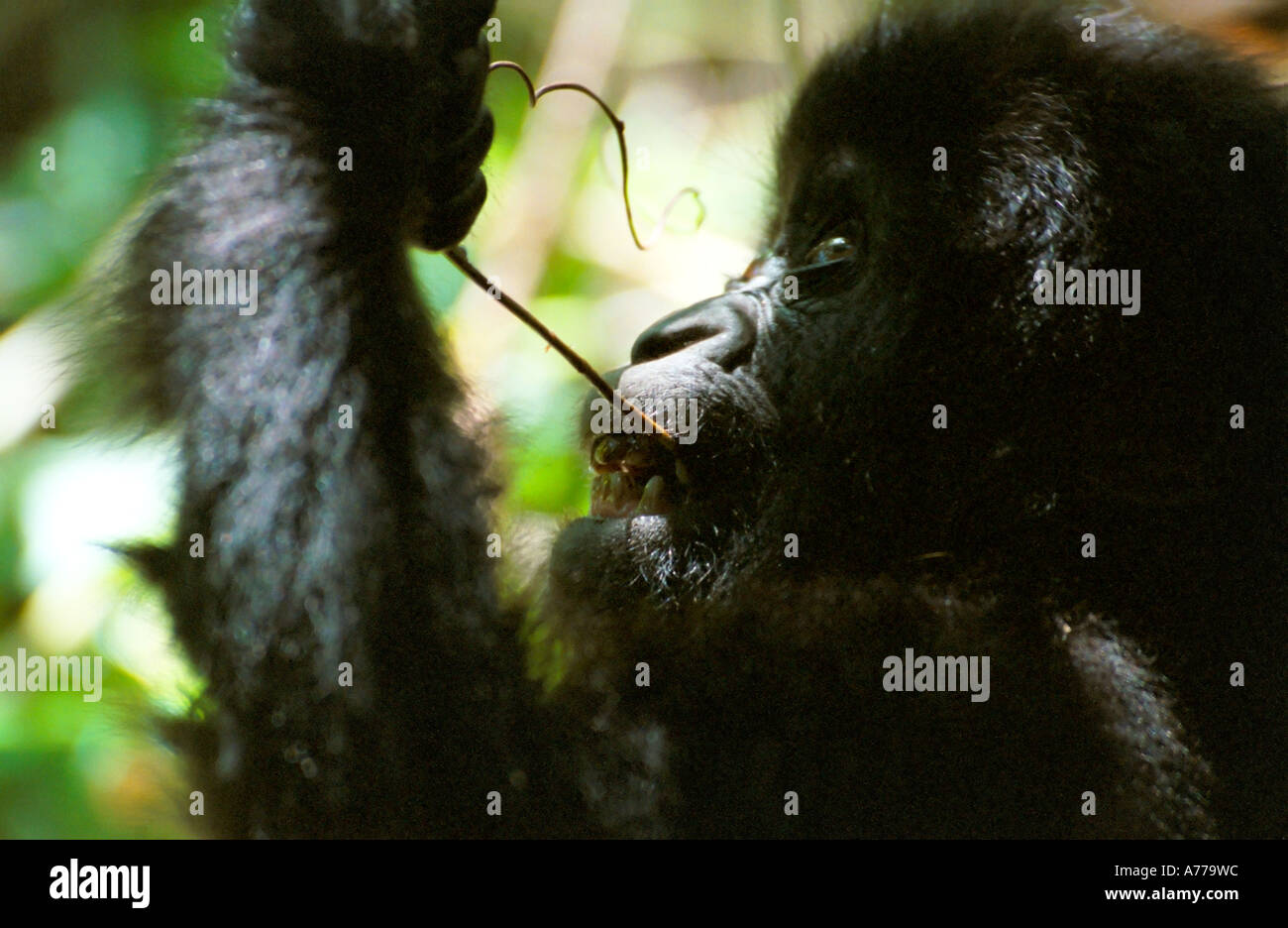 Eine junge Berggorillas (Gorilla Berengei Berengei) mit einem Pflanzenstängel, "die Zähne mit Zahnseide zu reinigen". Stockfoto