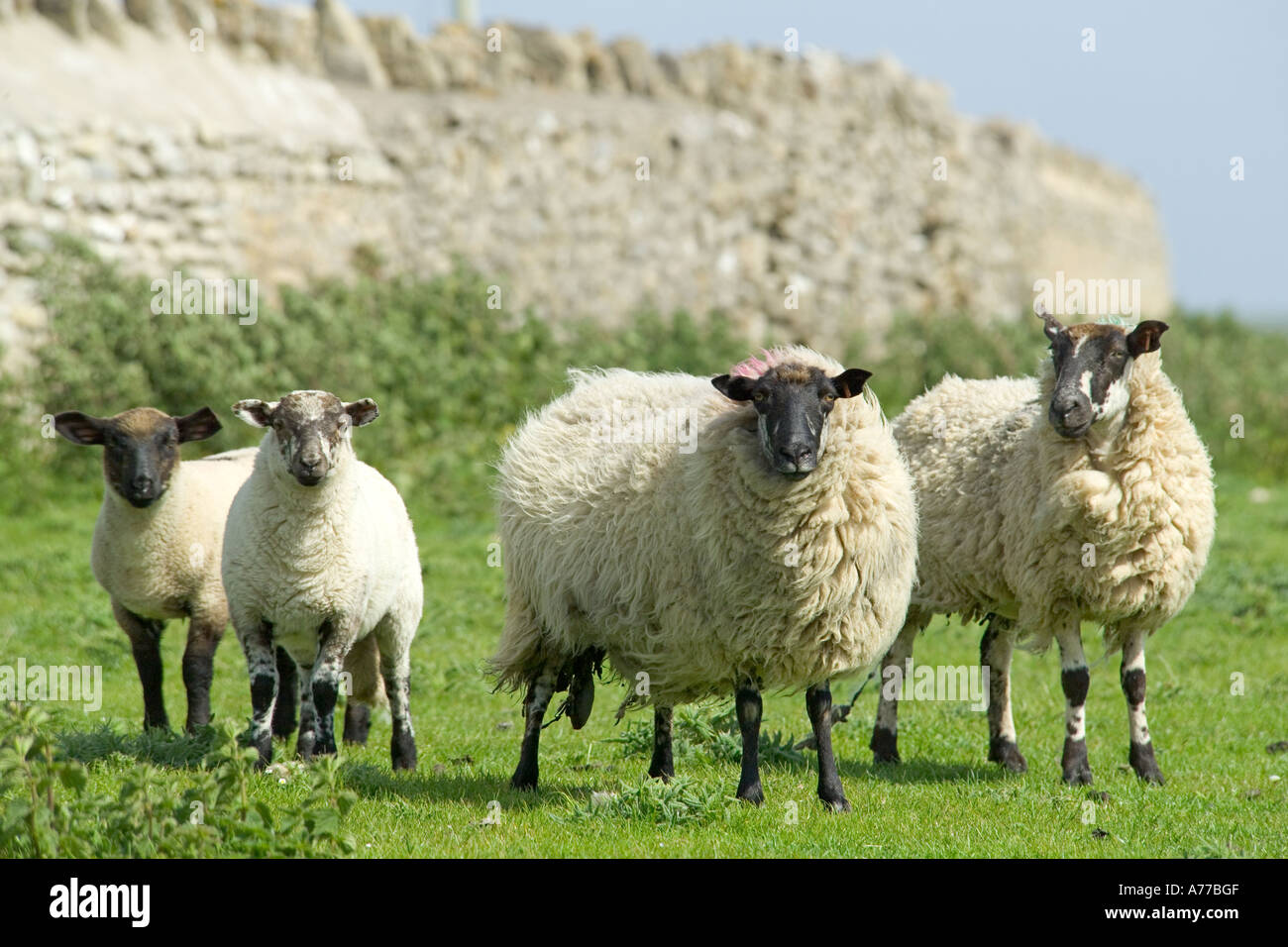 Eine Familie von schwarzen konfrontiert Suffolk Schafe in einem Feld. Stockfoto