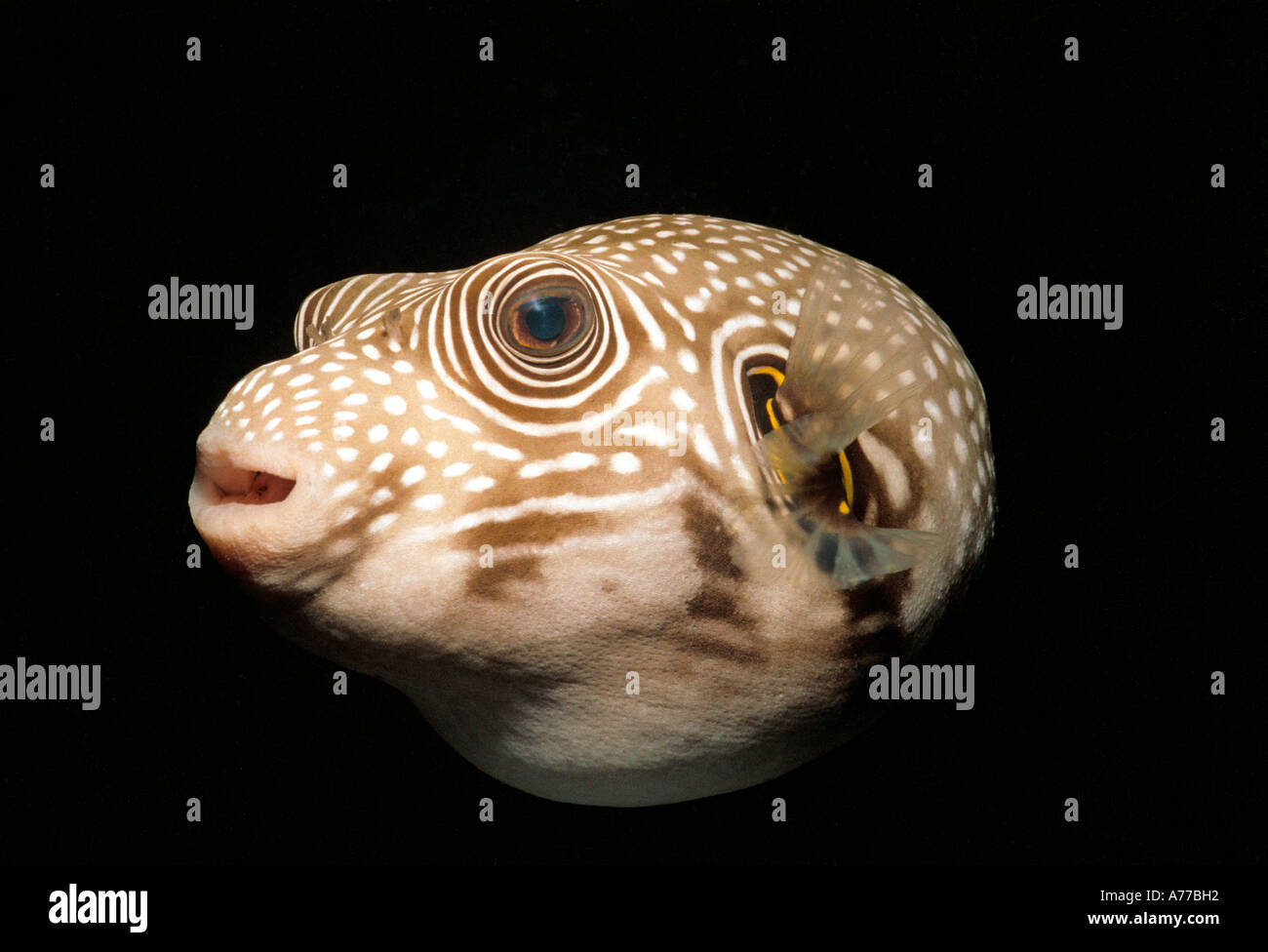 Nahaufnahme von einer borstigen Kugelfisch (Arothon Hispidus) vor einem schwarzen Hintergrund. Stockfoto