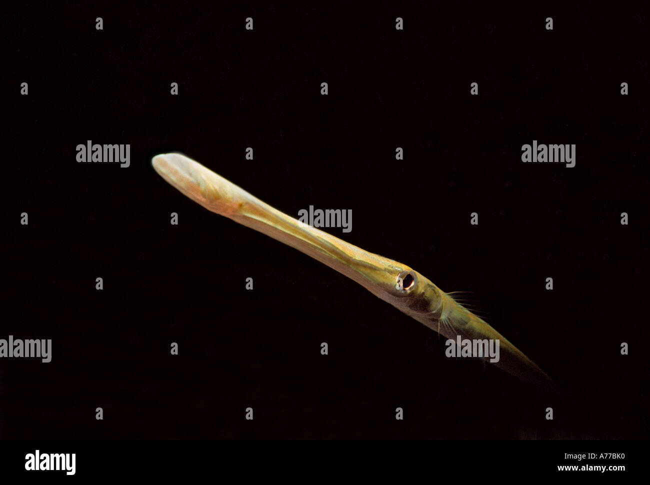 Nahaufnahme von einem Trumpetfish (Fistularia Commersonii) vor einem schwarzen Hintergrund. Stockfoto