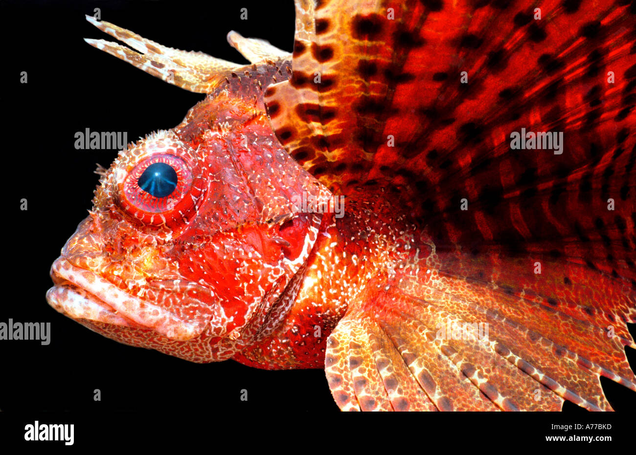 Profil von einer roten Shortfin Rotfeuerfische (Dendrochirus Brachypterus) vor einem schwarzen Hintergrund hautnah. Stockfoto