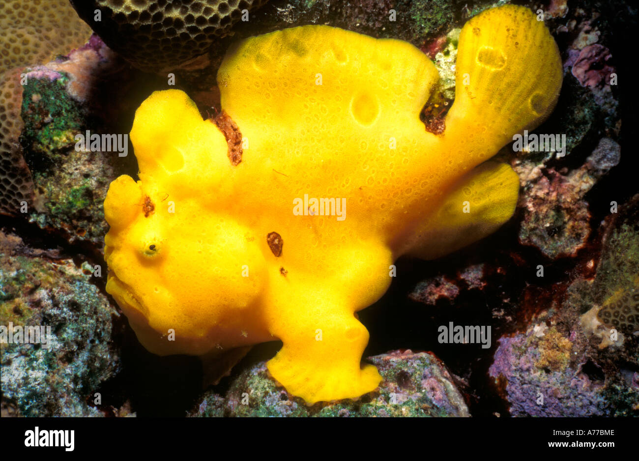 Ein leuchtend gelber Anglerfisch (Antennarius Commerson) siedelten sich unter harten Korallen. Stockfoto