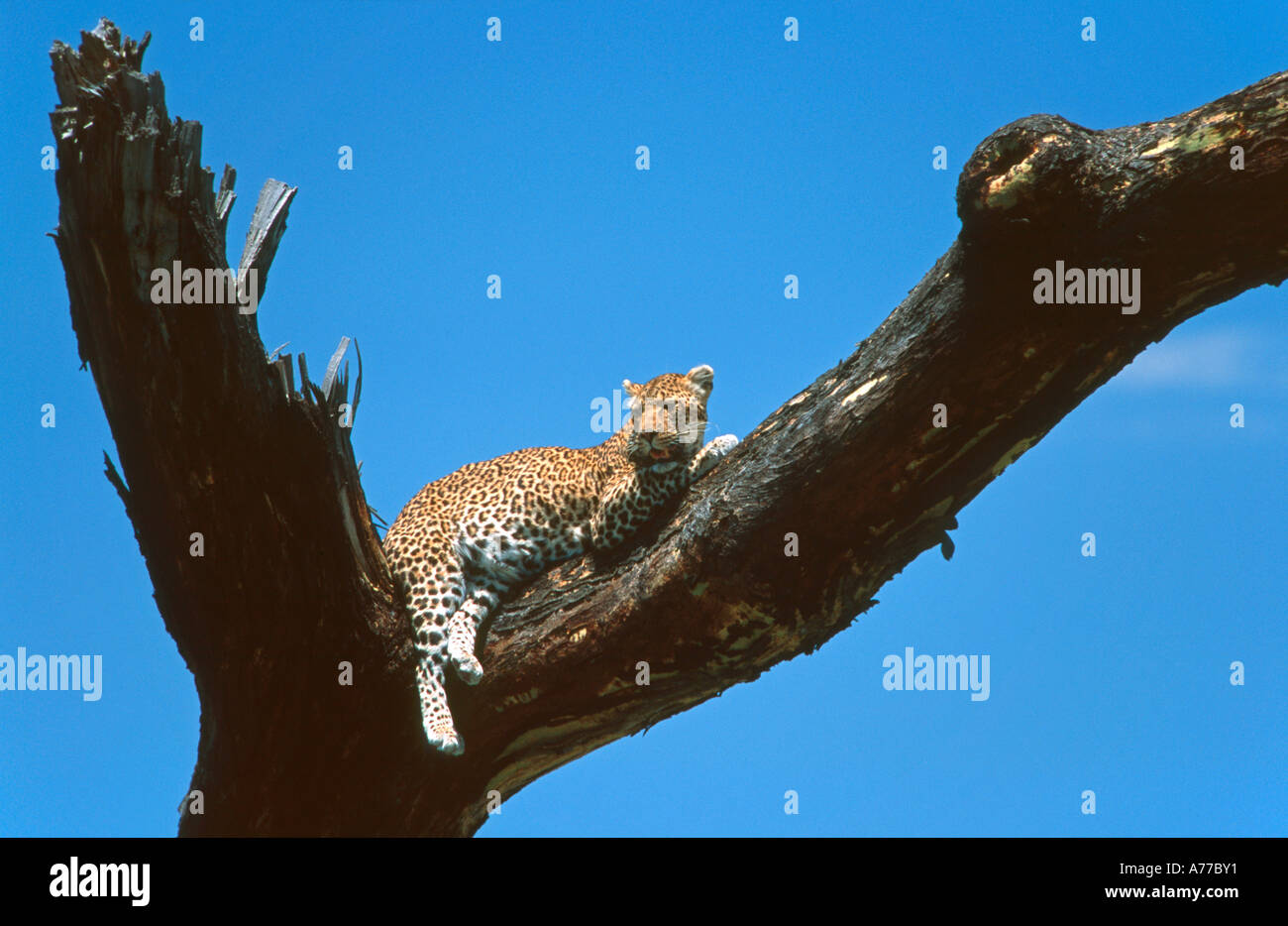 Ein Leopard (Panthera Pardus) entspannend in einem toten Baum vor einem klaren blauen Himmel im Serengeti Nationalpark. Stockfoto